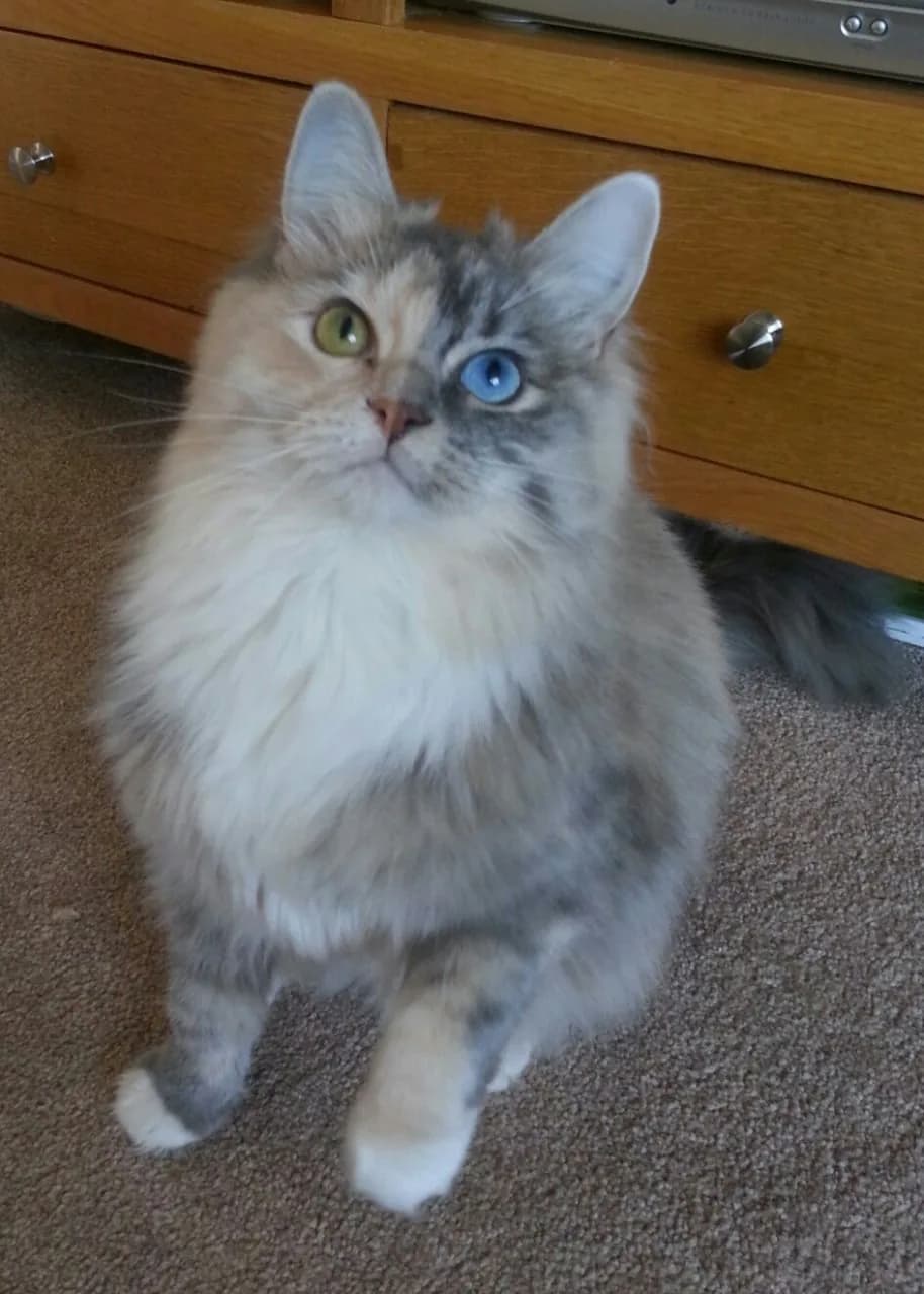 Ragamuffin