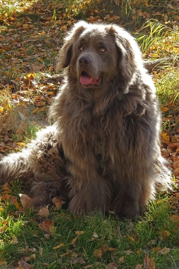Newfoundland