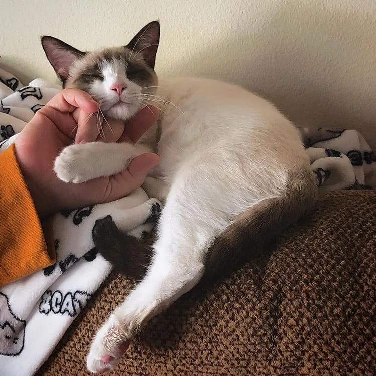 Snowshoe