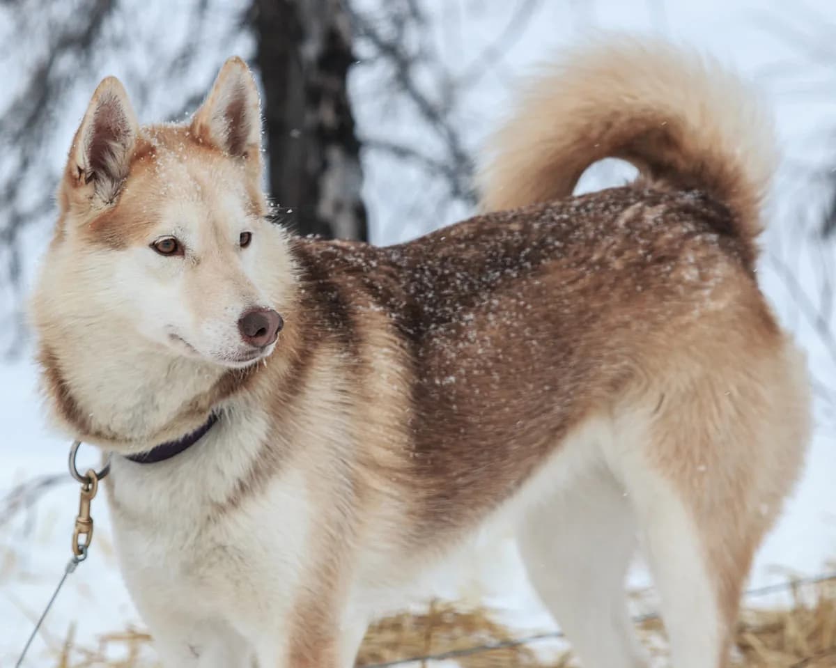 Alaskan Husky