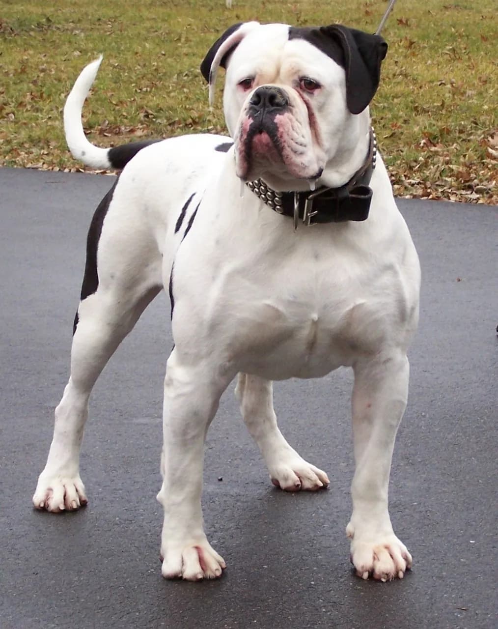 American Bulldog