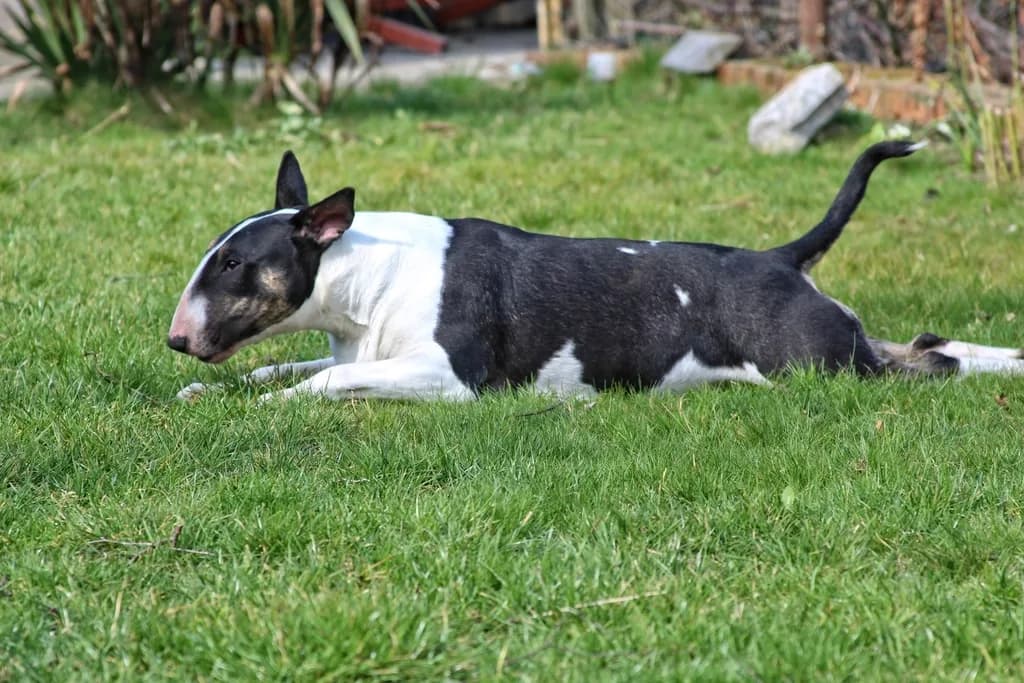 Bull Terrier