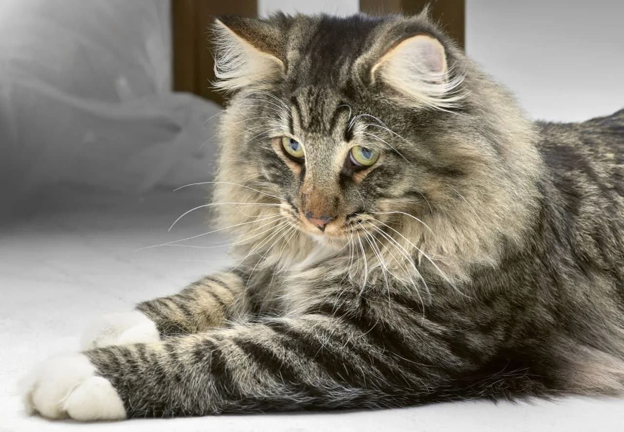 Norwegian Forest Cat