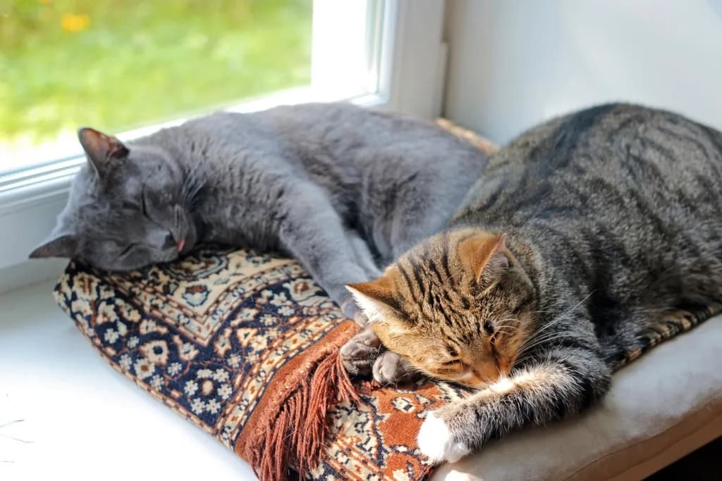 Russian Blue