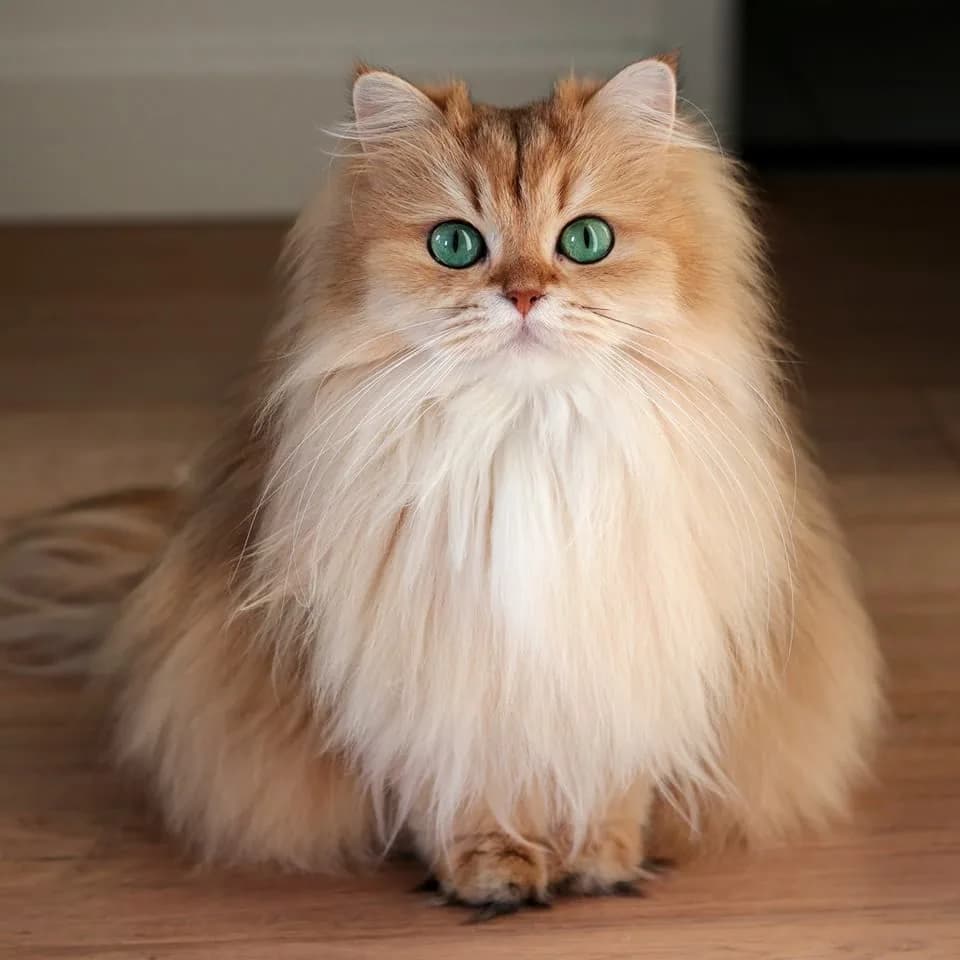 British Longhair