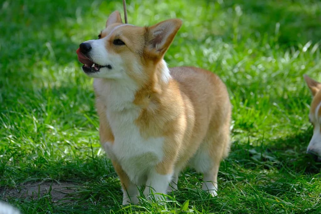 Pembroke Welsh Corgi