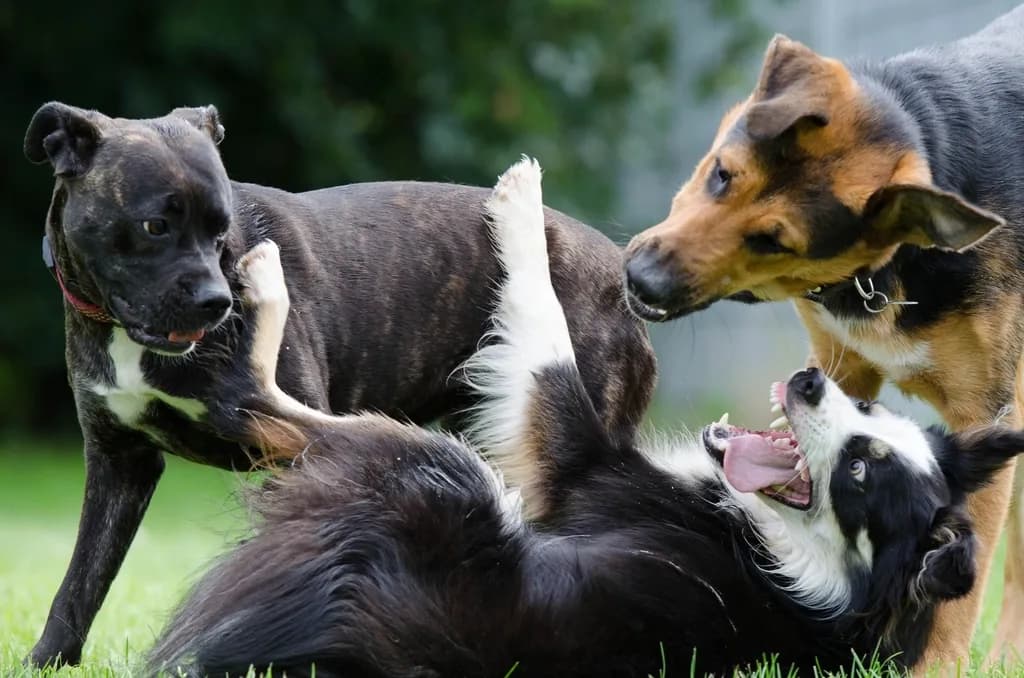 Australian Shepherd