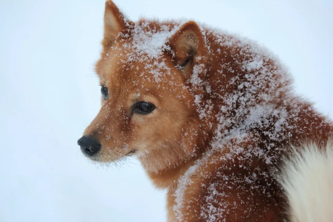 Finnish Spitz