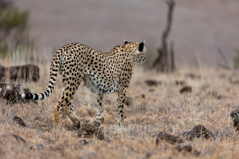 Safari
