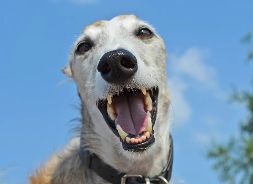 Greyhound