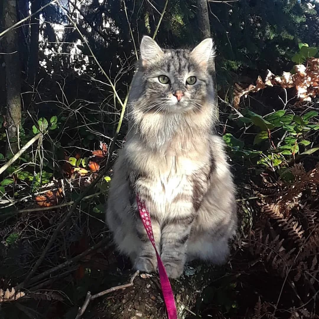 Siberian