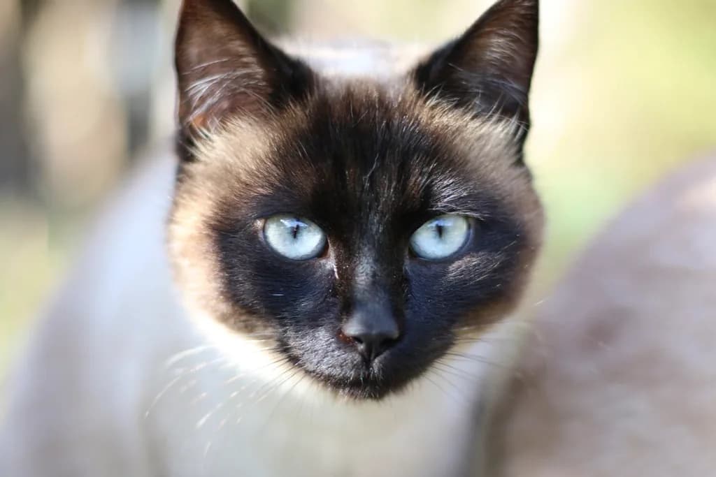 Siamese