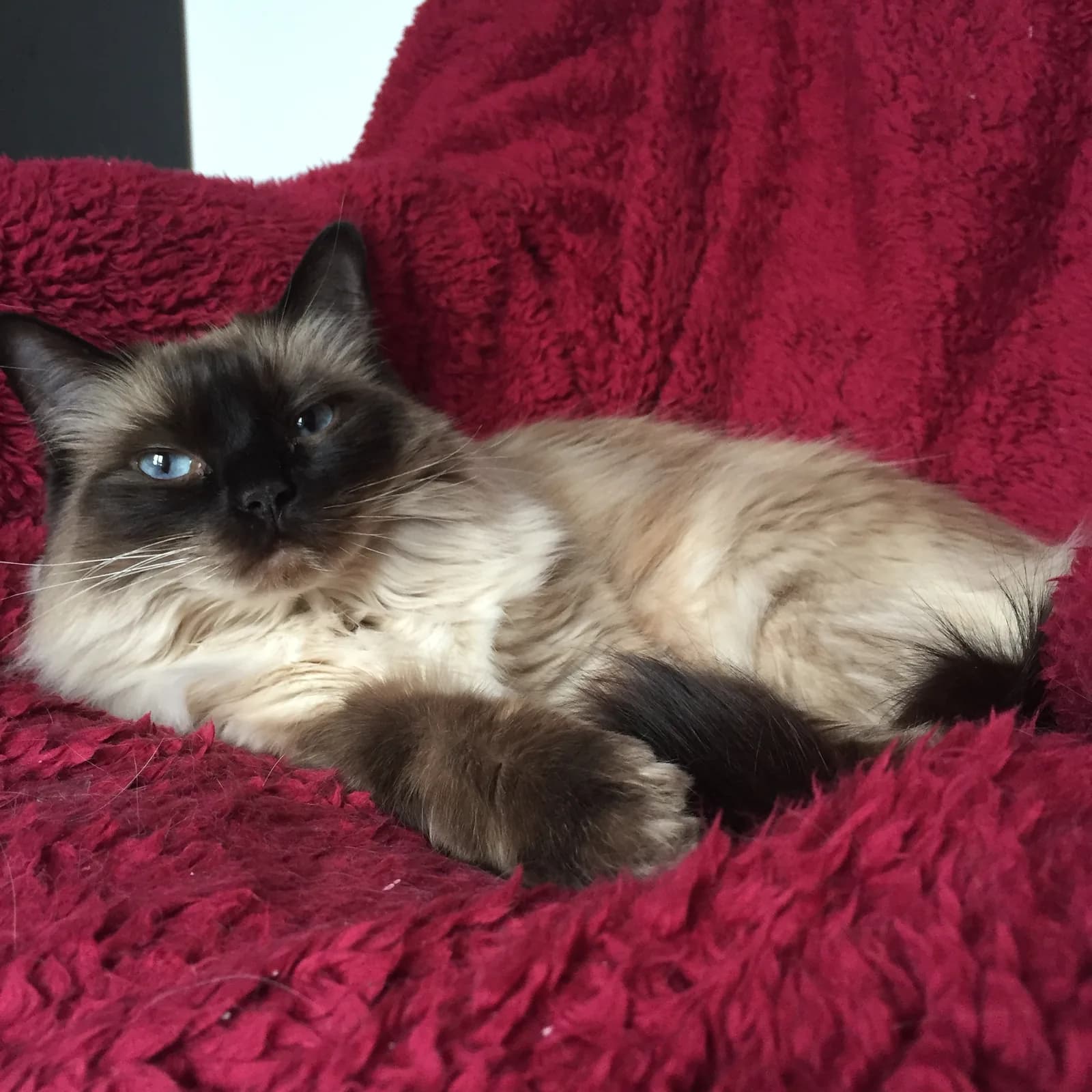 Ragdoll