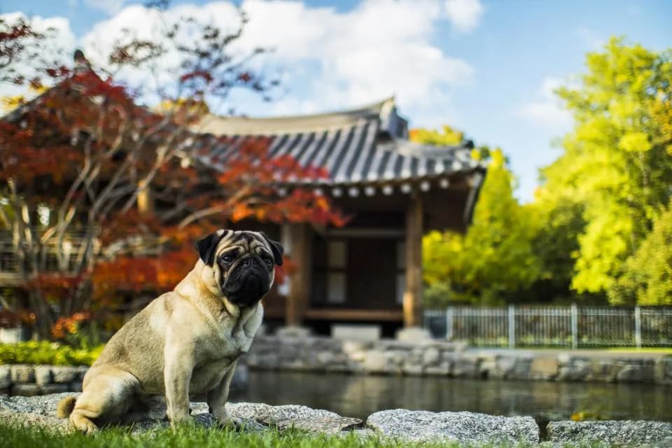Bulldog