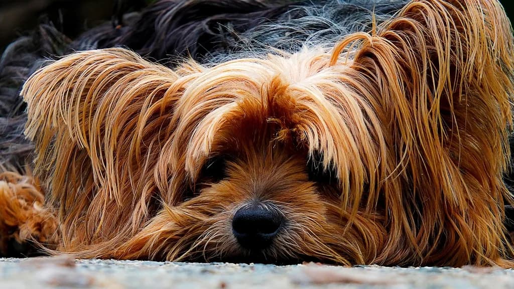 Shih Tzu