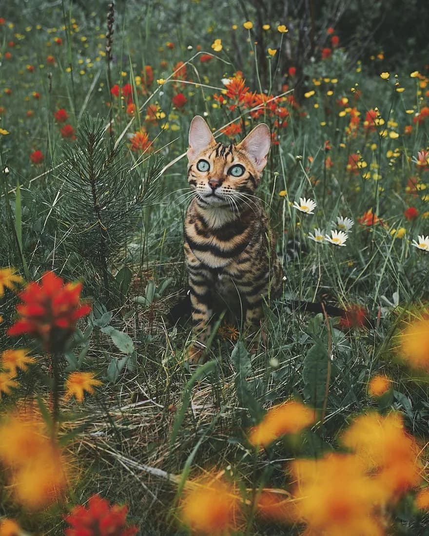 Bengal