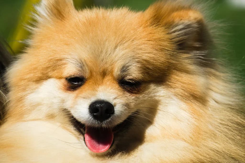 German Spitz