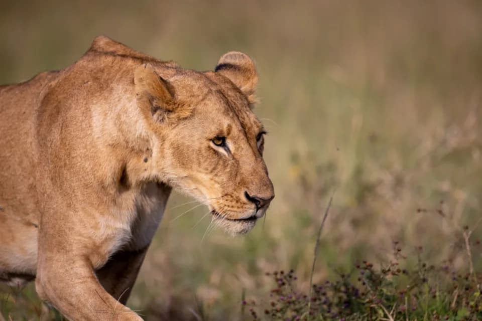 Safari