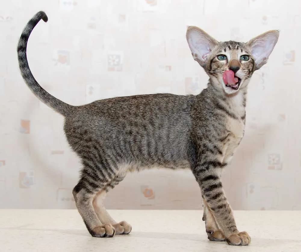 Oriental Shorthair