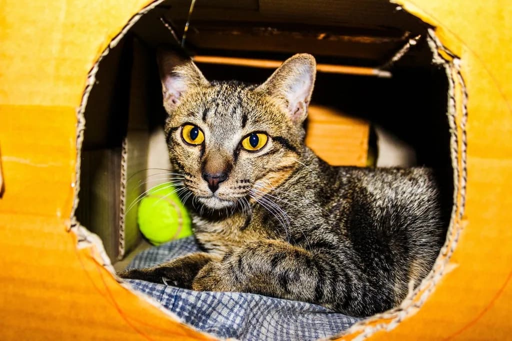 European Shorthair