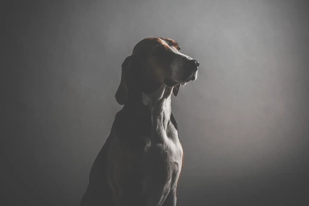 Beagle