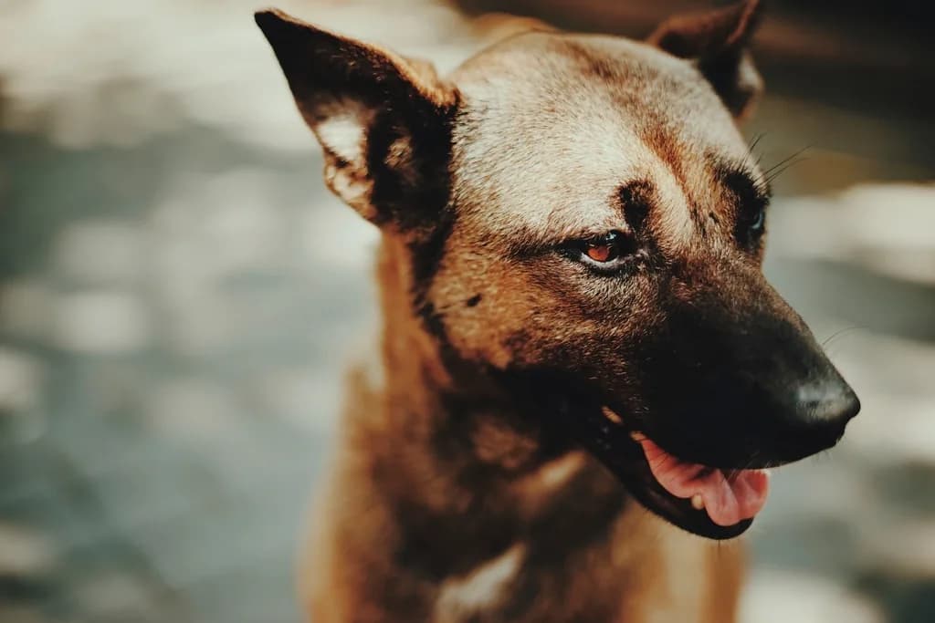 German Hound