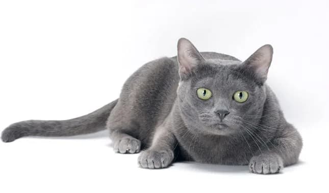 Korat