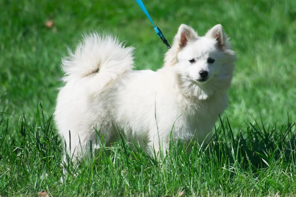 Japanese Spitz