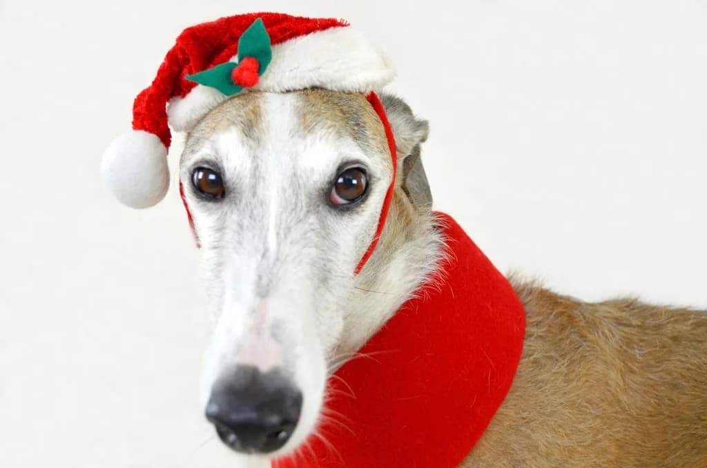 Spanish Greyhound