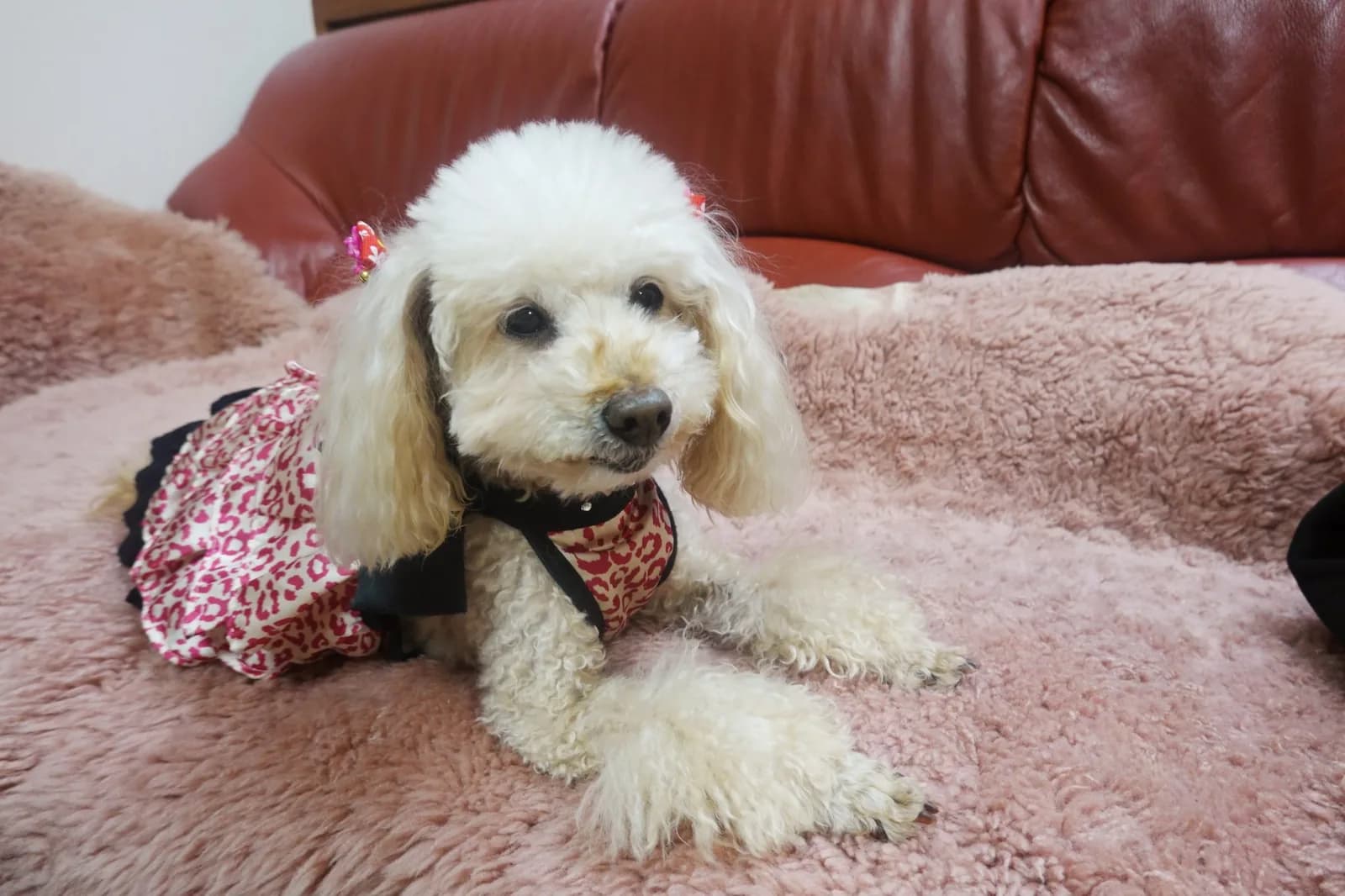 Poodle (Toy)