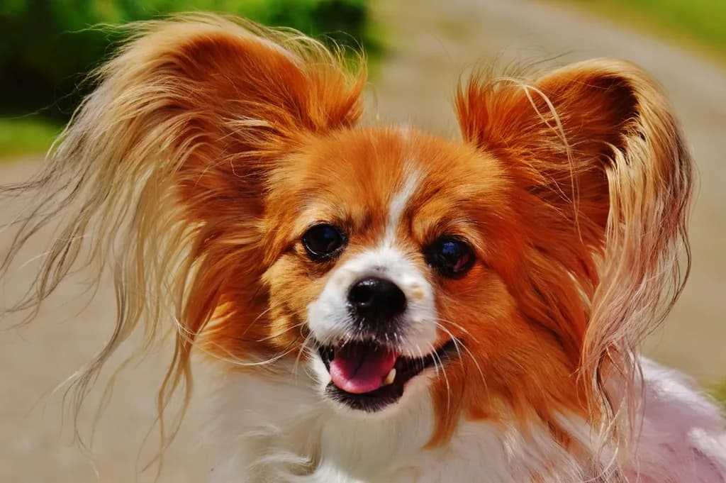 Papillon