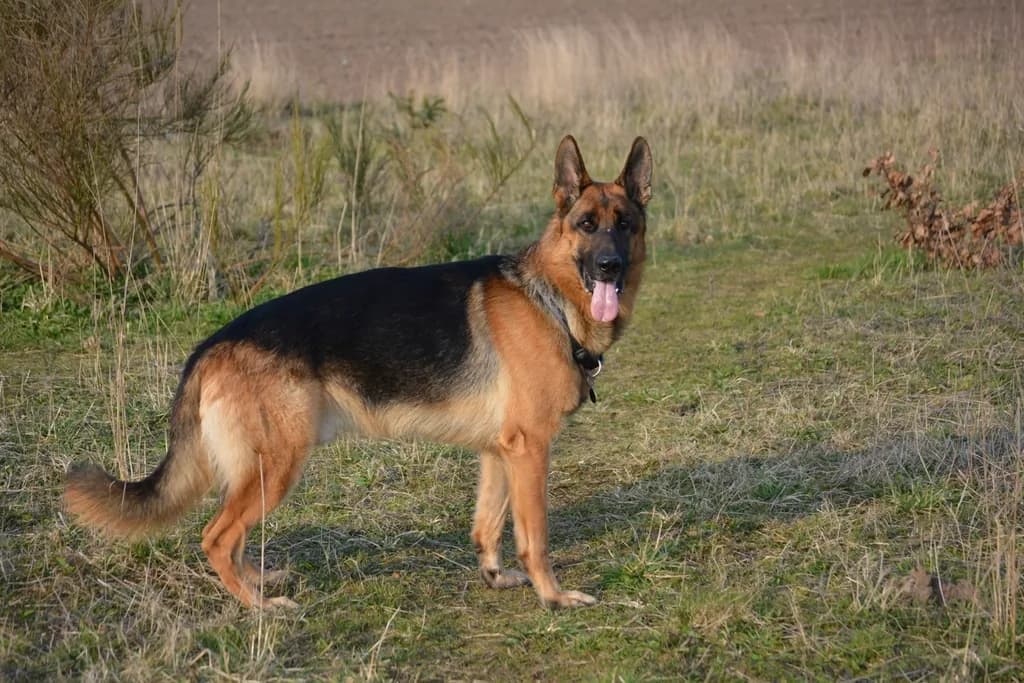 Vokiečių aviganis