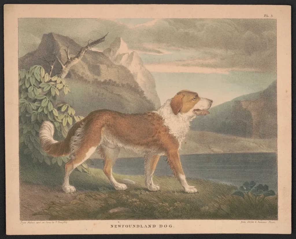 Newfoundland