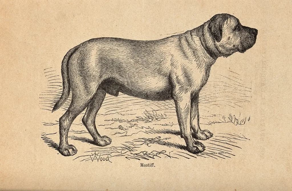Bullmastiff
