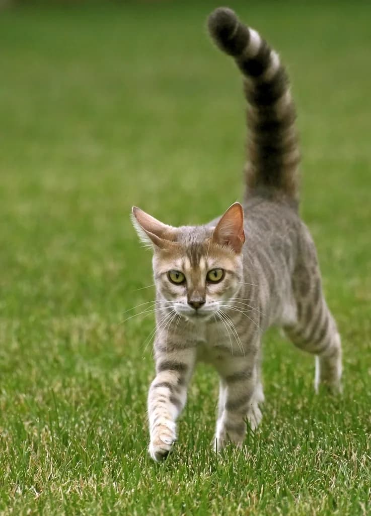 Bengal