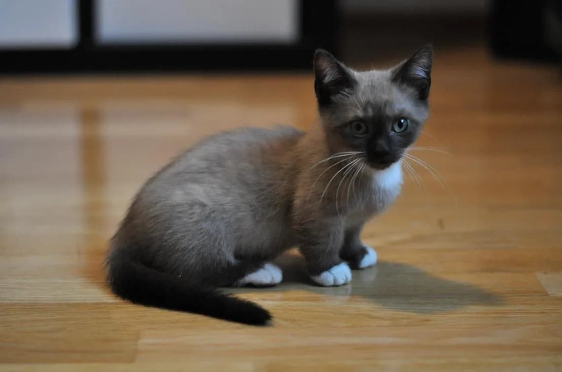 Munchkin