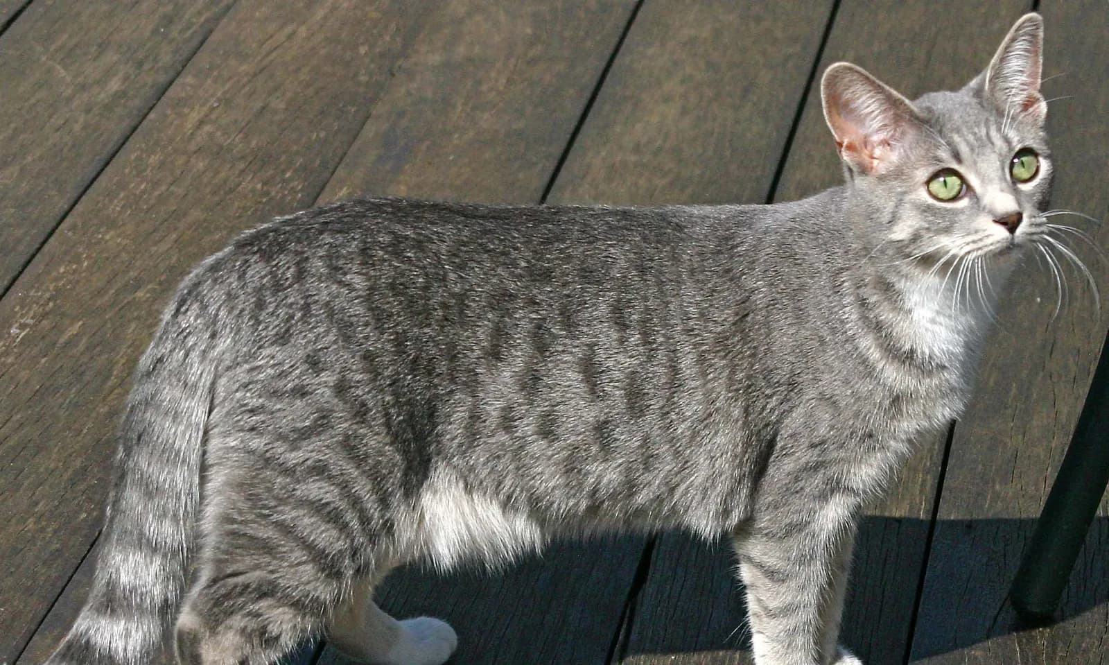 Arabian Mau