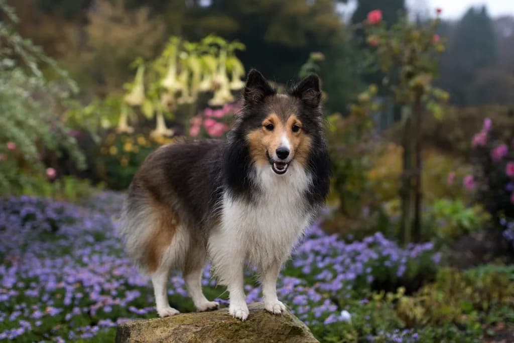Shetland Sheepdog
