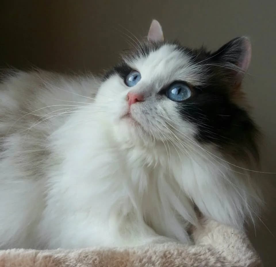 Ragamuffin