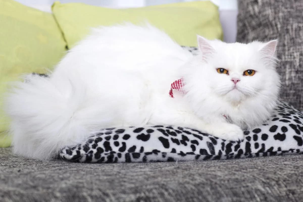 Persian