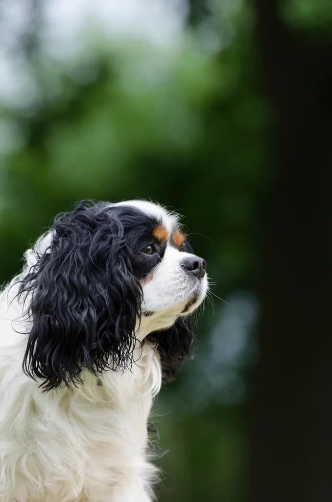 King Charles Spaniel