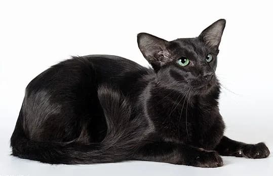 Oriental Longhair