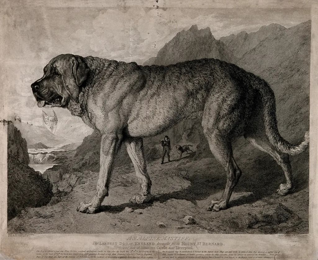 Landseer