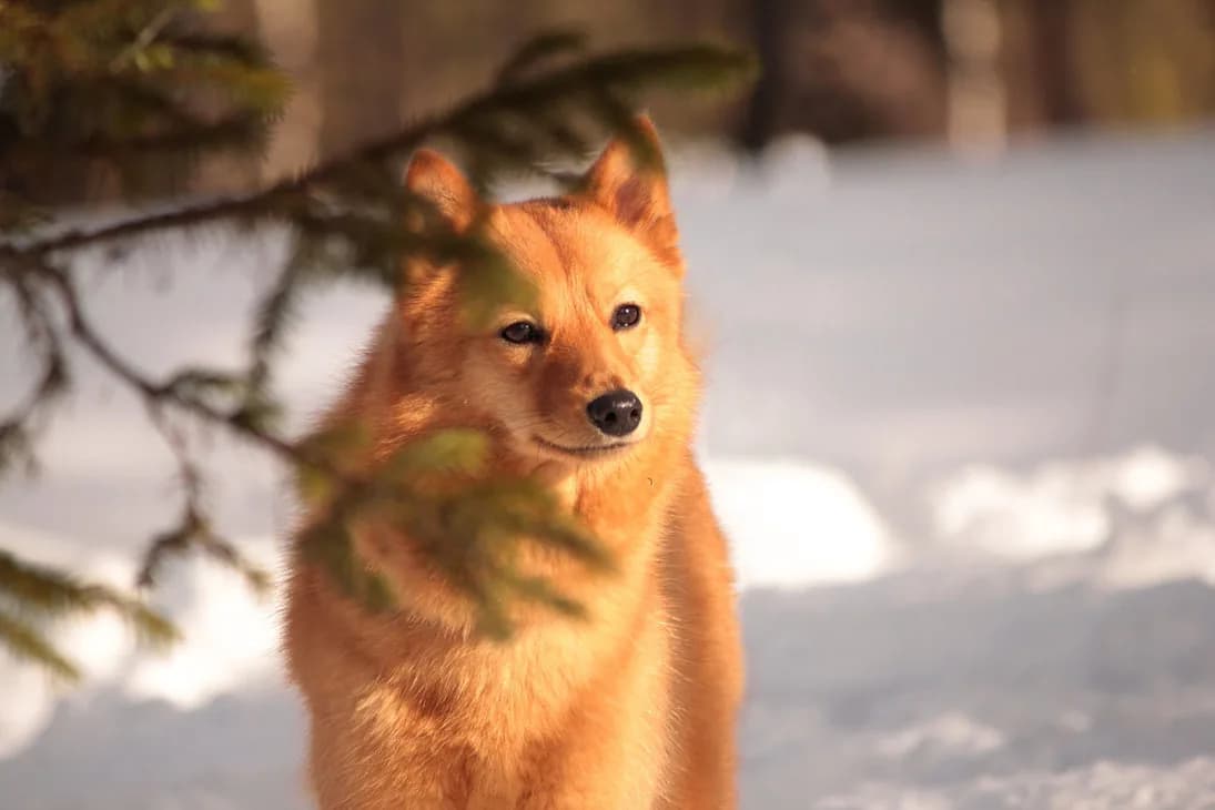 Finnish Spitz