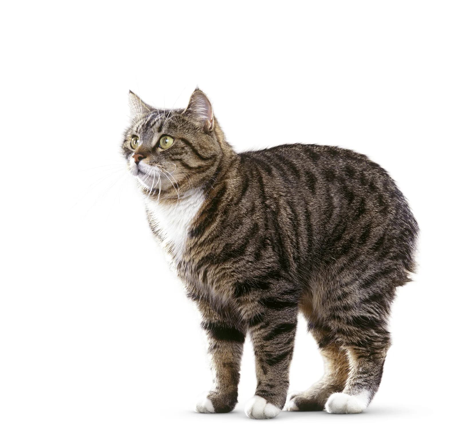 Manx