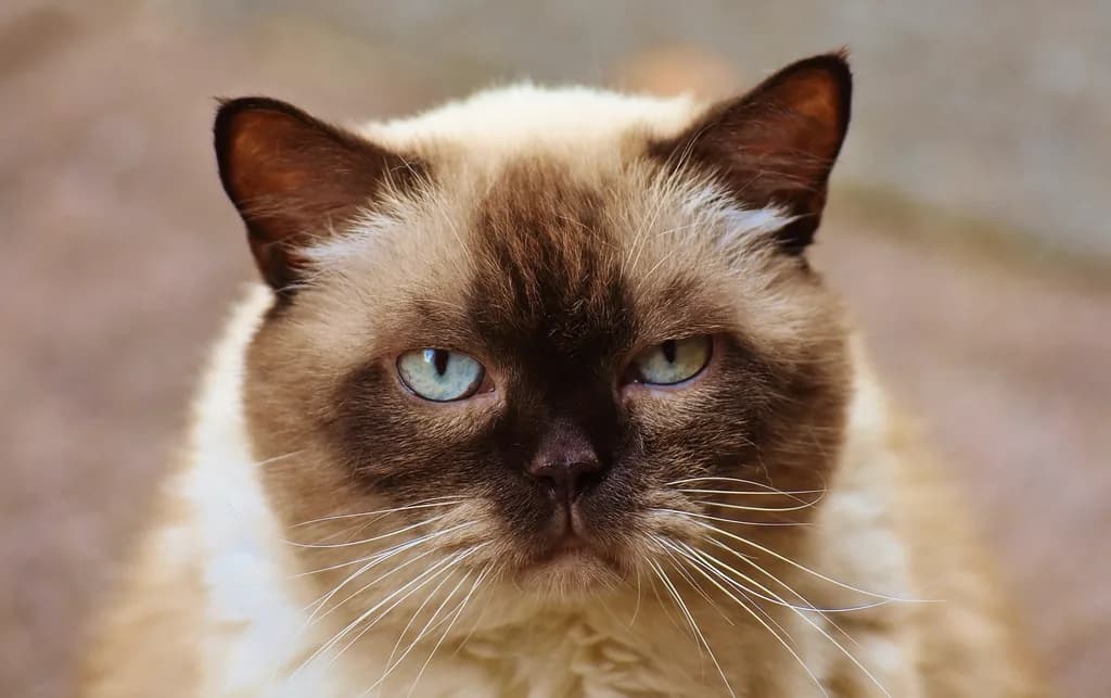 Ragdoll