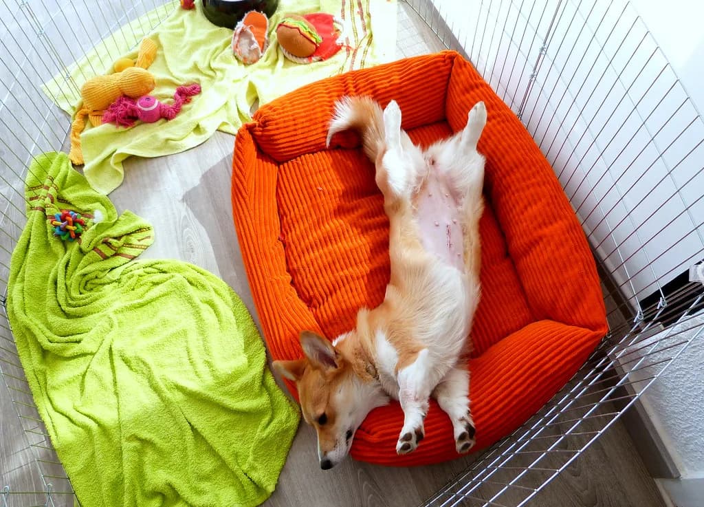 Pembroke Welsh Corgi