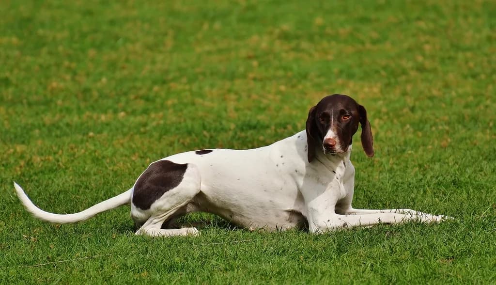 Pointer