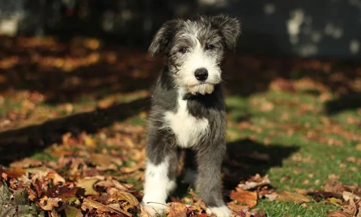 Bearded Collie