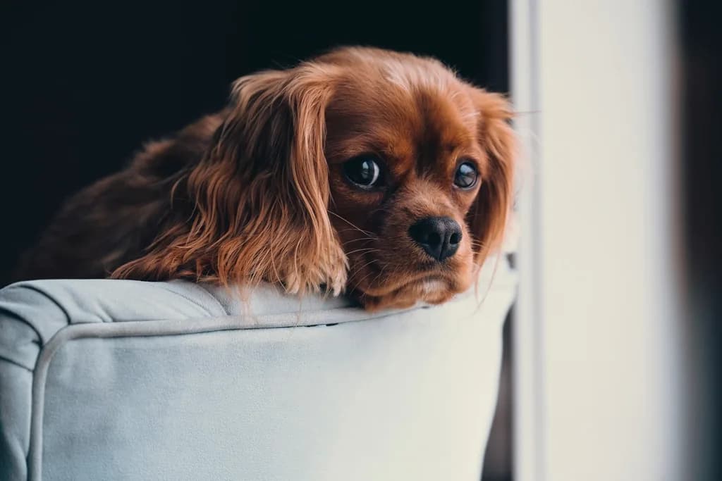 Cocker Spaniel